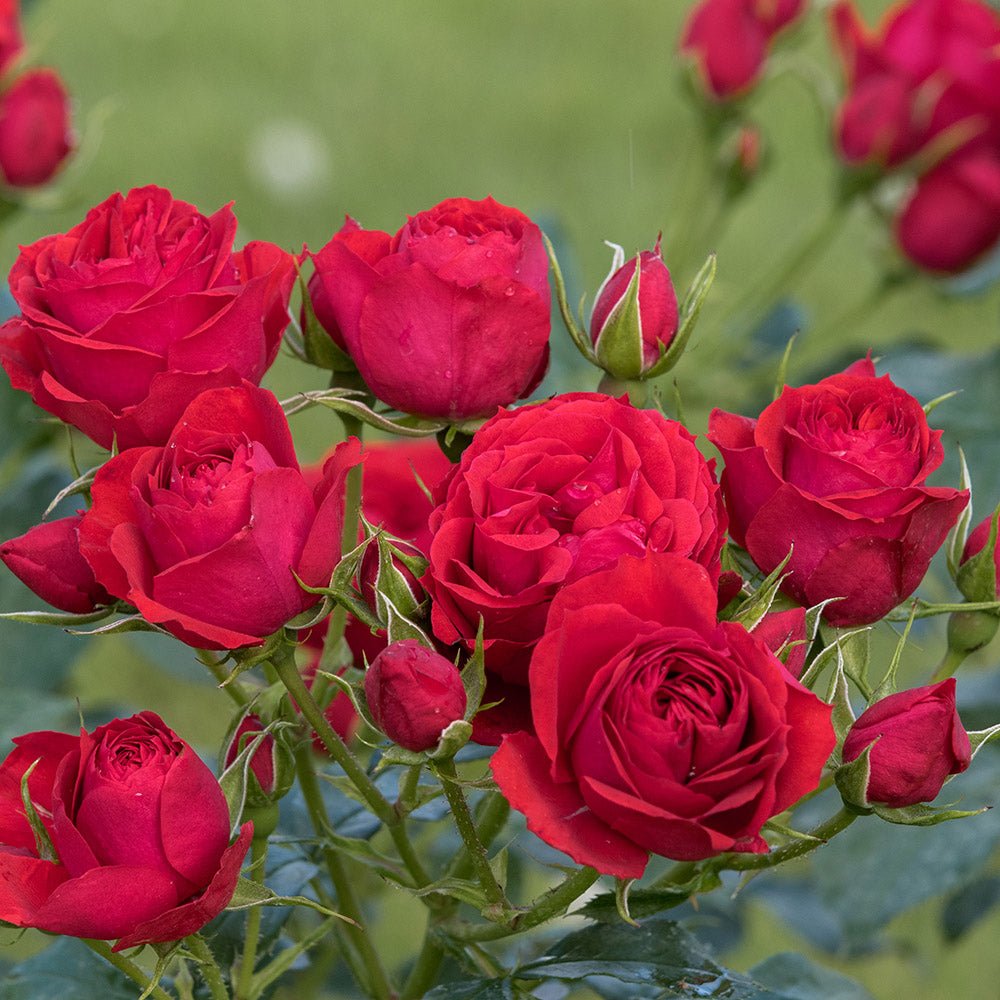 Trandafir Floribunda rosu-aprins Manora, inflorire repetata