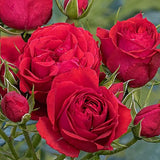 Trandafir Floribunda rosu-aprins Manora, inflorire repetata - VERDENA-livrat in ghiveci plant-o-fix de 2 l