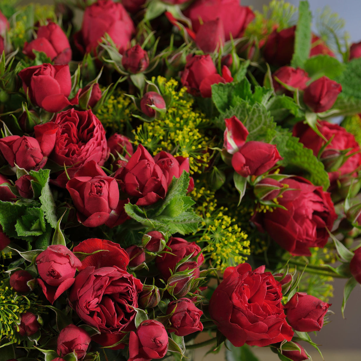 Trandafir Floribunda rosu-aprins Manora, inflorire repetata