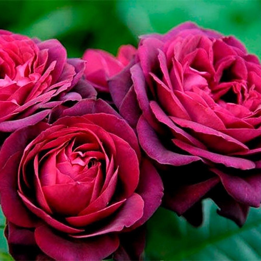 Trandafir Floribunda rosu-bordeaux Grafin Von Hardenberg, cu parfum intens