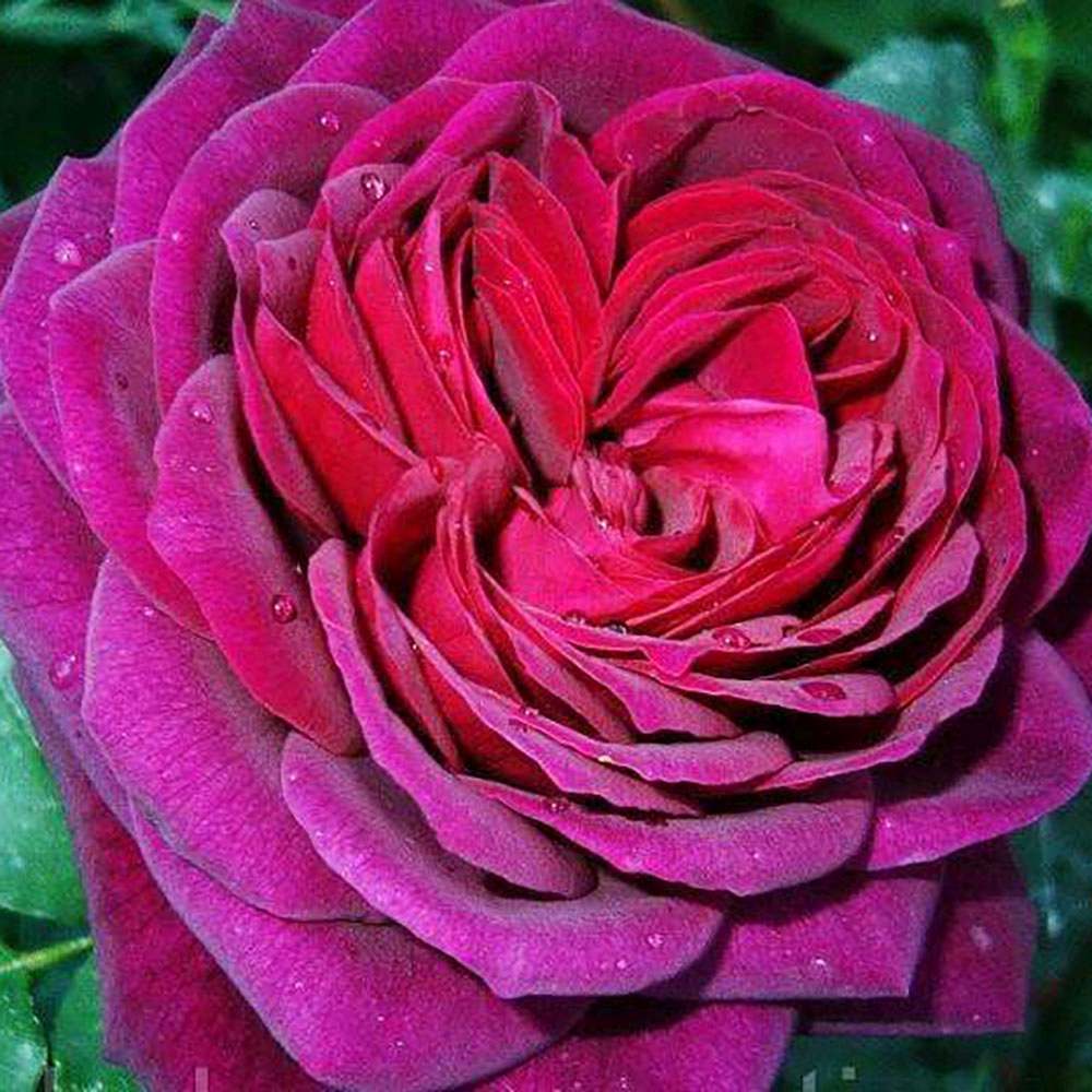 Trandafir Floribunda rosu-bordeaux Grafin Von Hardenberg, cu parfum intens