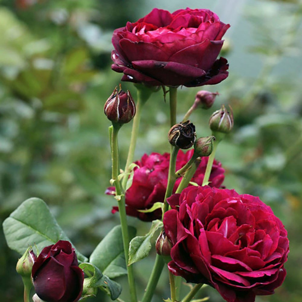 Trandafir Floribunda rosu-bordeaux Grafin Von Hardenberg, cu parfum intens
