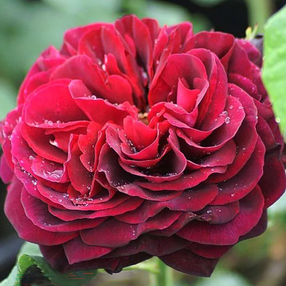 Trandafir Floribunda rosu-bordeaux Grafin Von Hardenberg, cu parfum intens