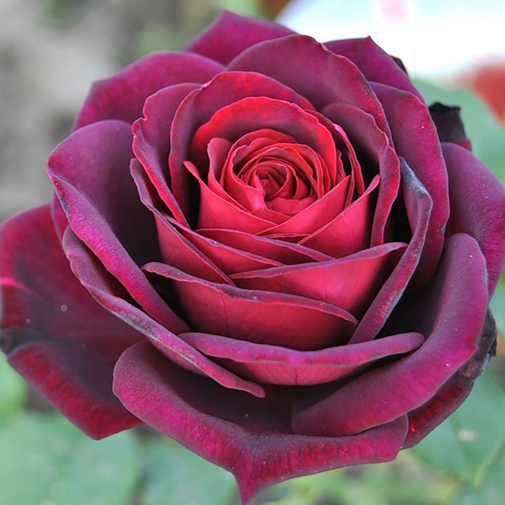 Trandafir Floribunda rosu-bordeaux Grafin Von Hardenberg, cu parfum intens