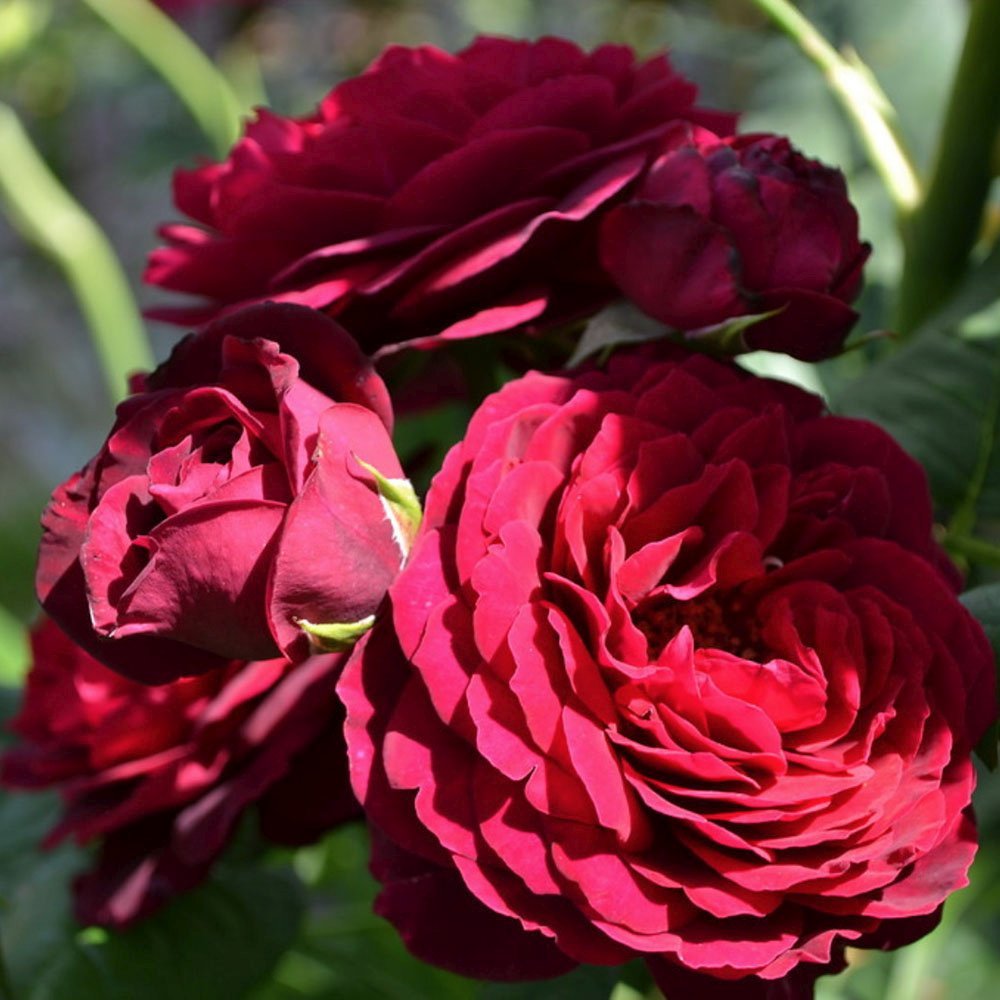 Trandafir Floribunda rosu-bordeaux Grafin Von Hardenberg, cu parfum intens