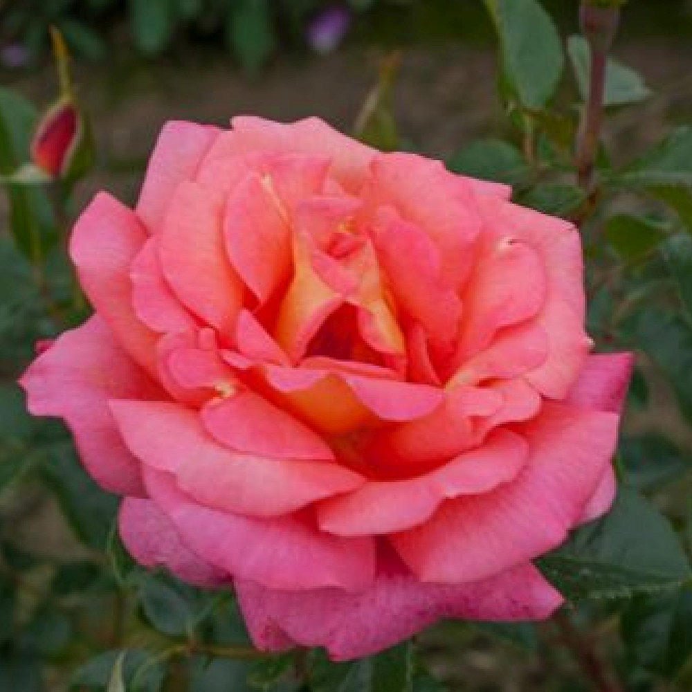 Trandafir Floribunda rosu-carmin Shanty, parfum intens