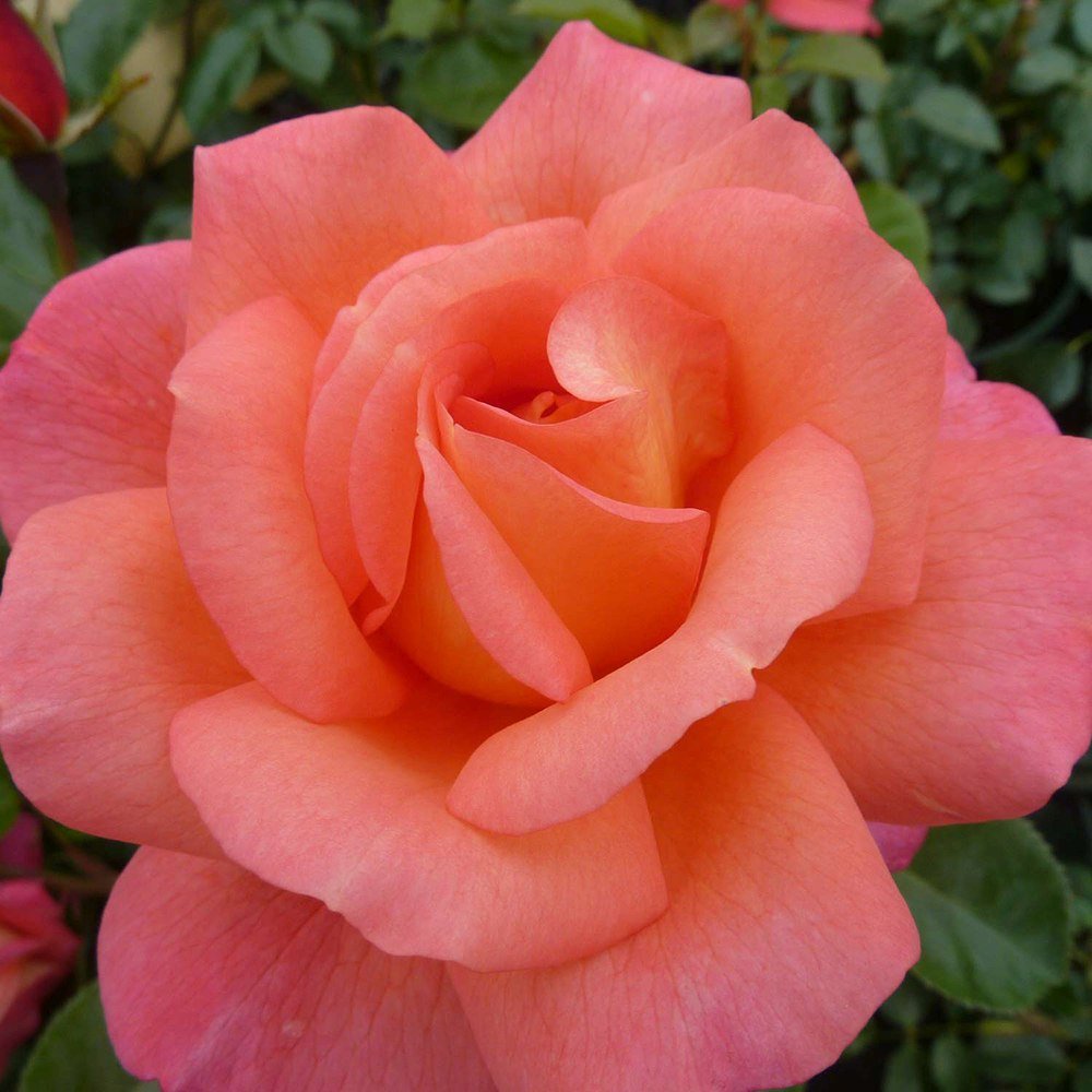 Trandafir Floribunda rosu-carmin Shanty, parfum intens