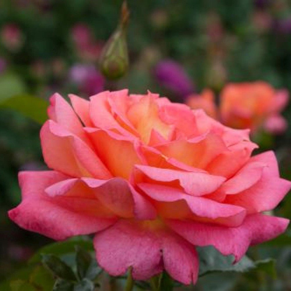 Trandafir Floribunda rosu-carmin Shanty, parfum intens