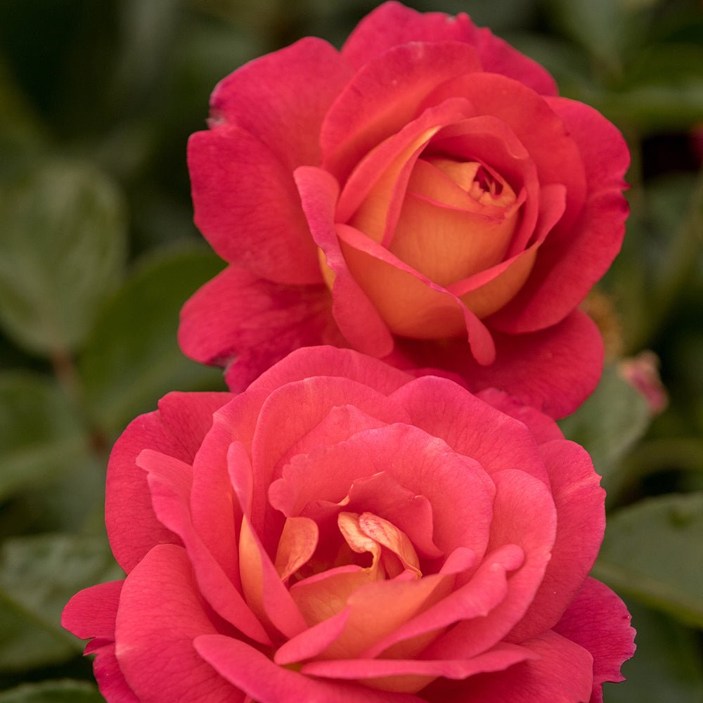 Trandafir Floribunda rosu-carmin Shanty, parfum intens