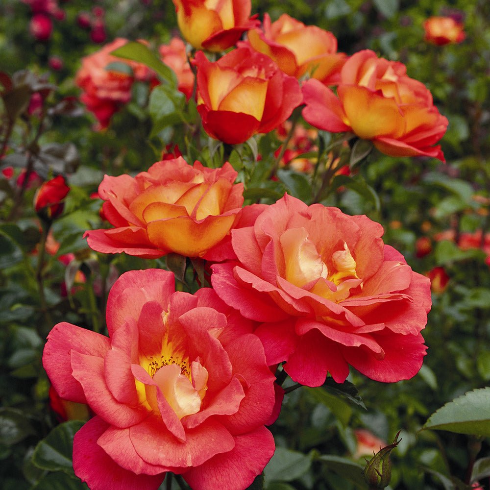 Trandafir Floribunda rosu-carmin Shanty, parfum intens