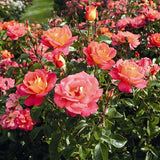 Trandafir Floribunda rosu-carmin Shanty, parfum intens - VERDENA-livrat in ghiveci plant-o-fix de 2 l