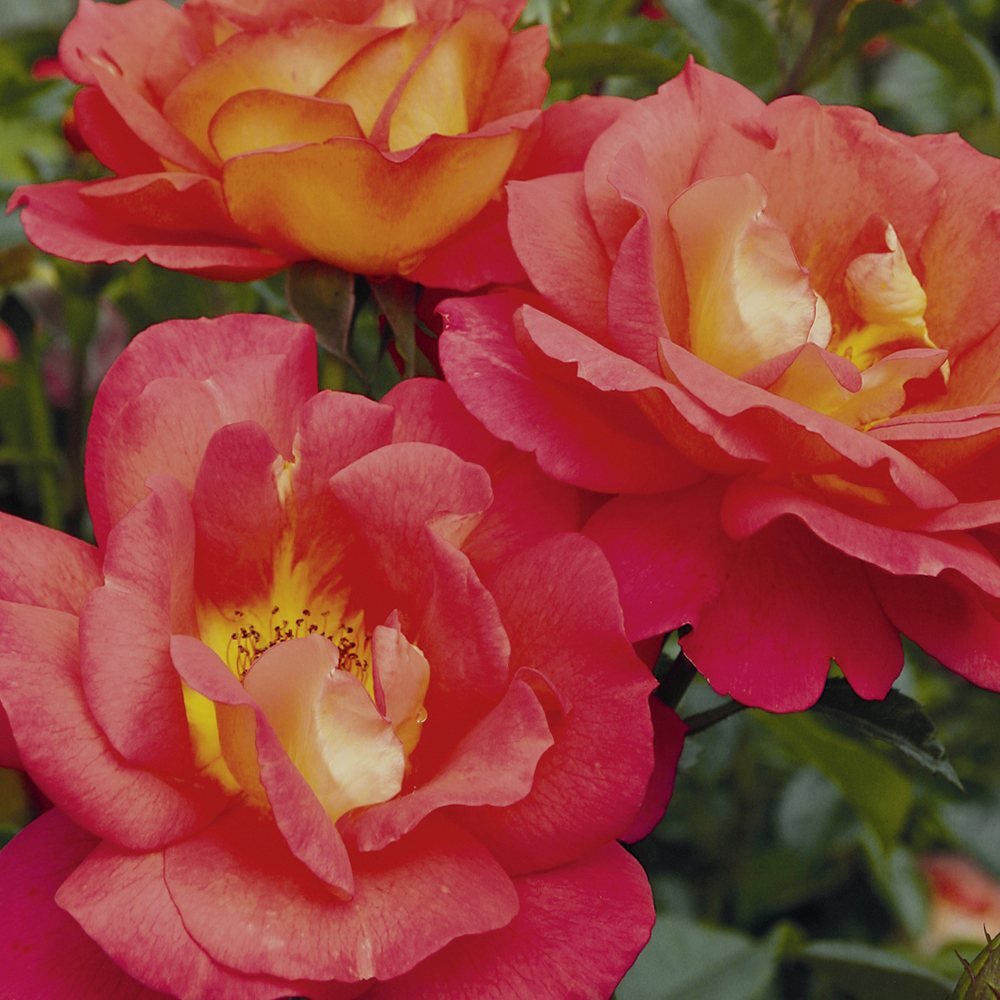 Trandafir Floribunda rosu-carmin Shanty, parfum intens