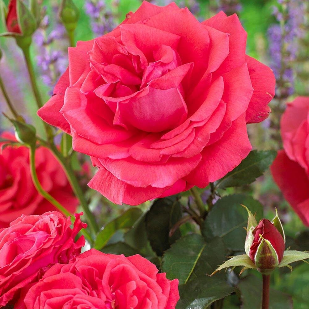 Trandafir Floribunda rosu-coral Duftwolke, cu parfum seducator de intens