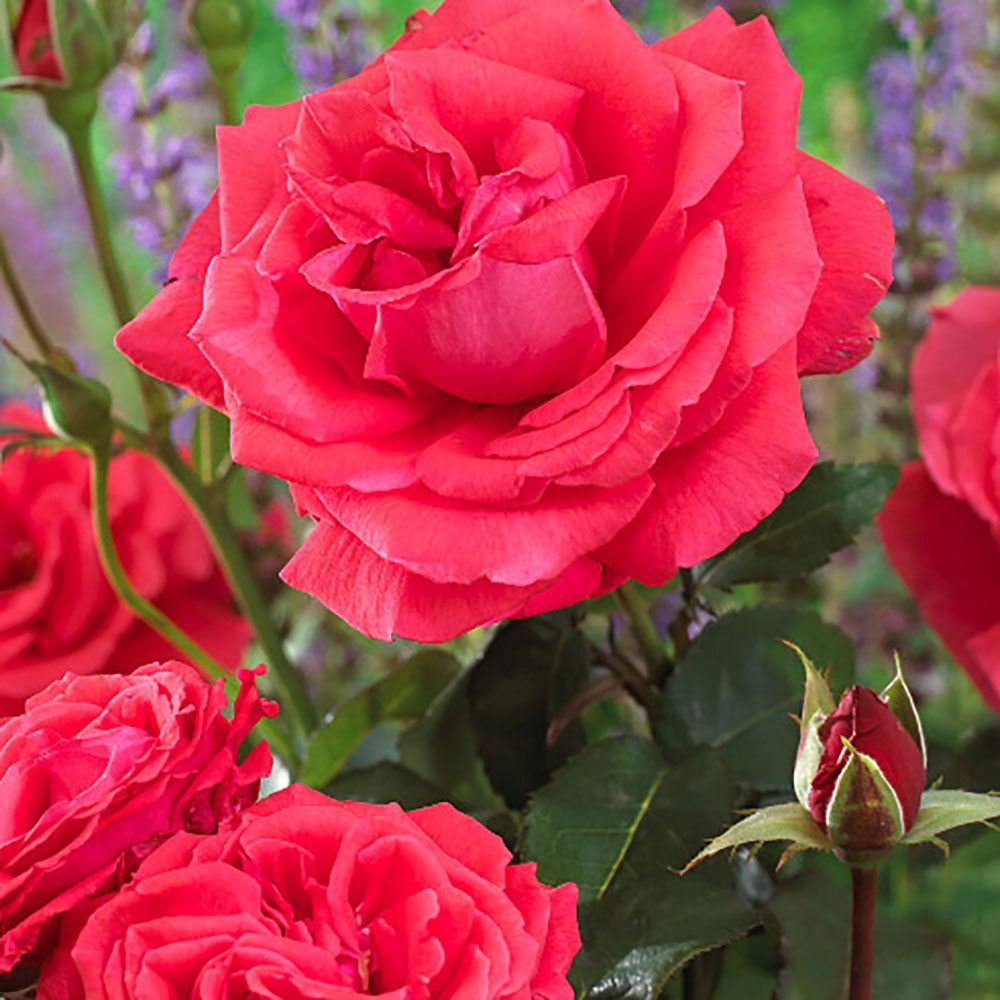 Trandafir Floribunda rosu-coral Duftwolke, cu parfum seducator de intens