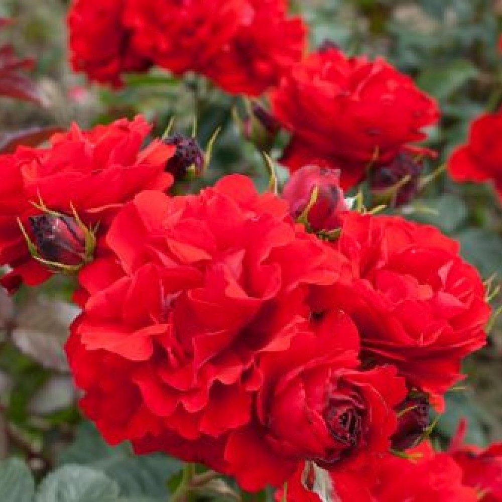 Trandafir Floribunda rosu Montana, cu parfum intens