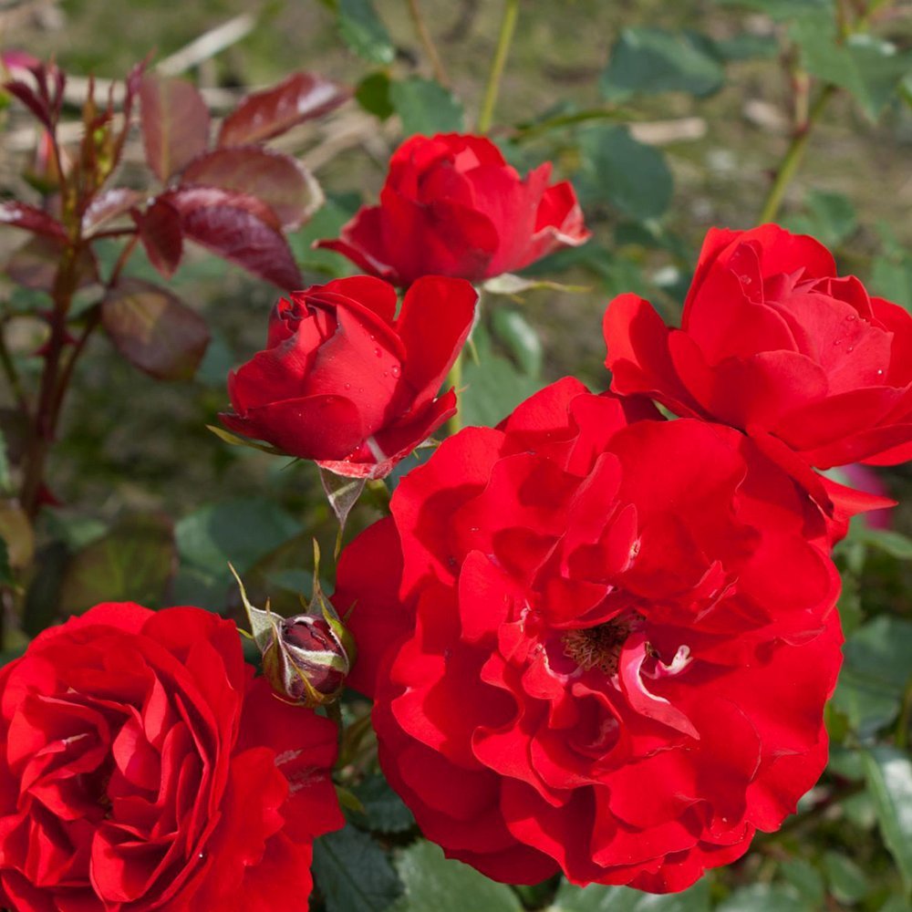 Trandafir Floribunda rosu Montana, cu parfum intens