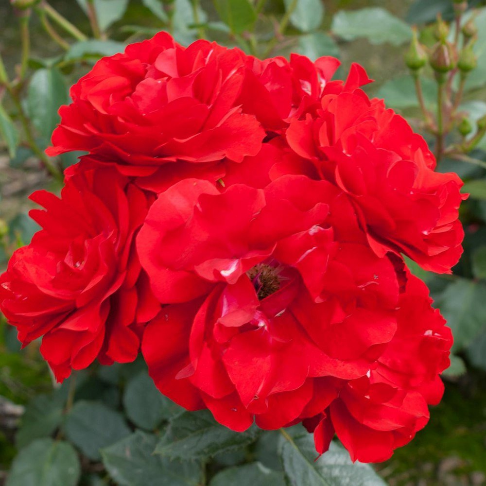 Trandafir Floribunda rosu Montana, cu parfum intens