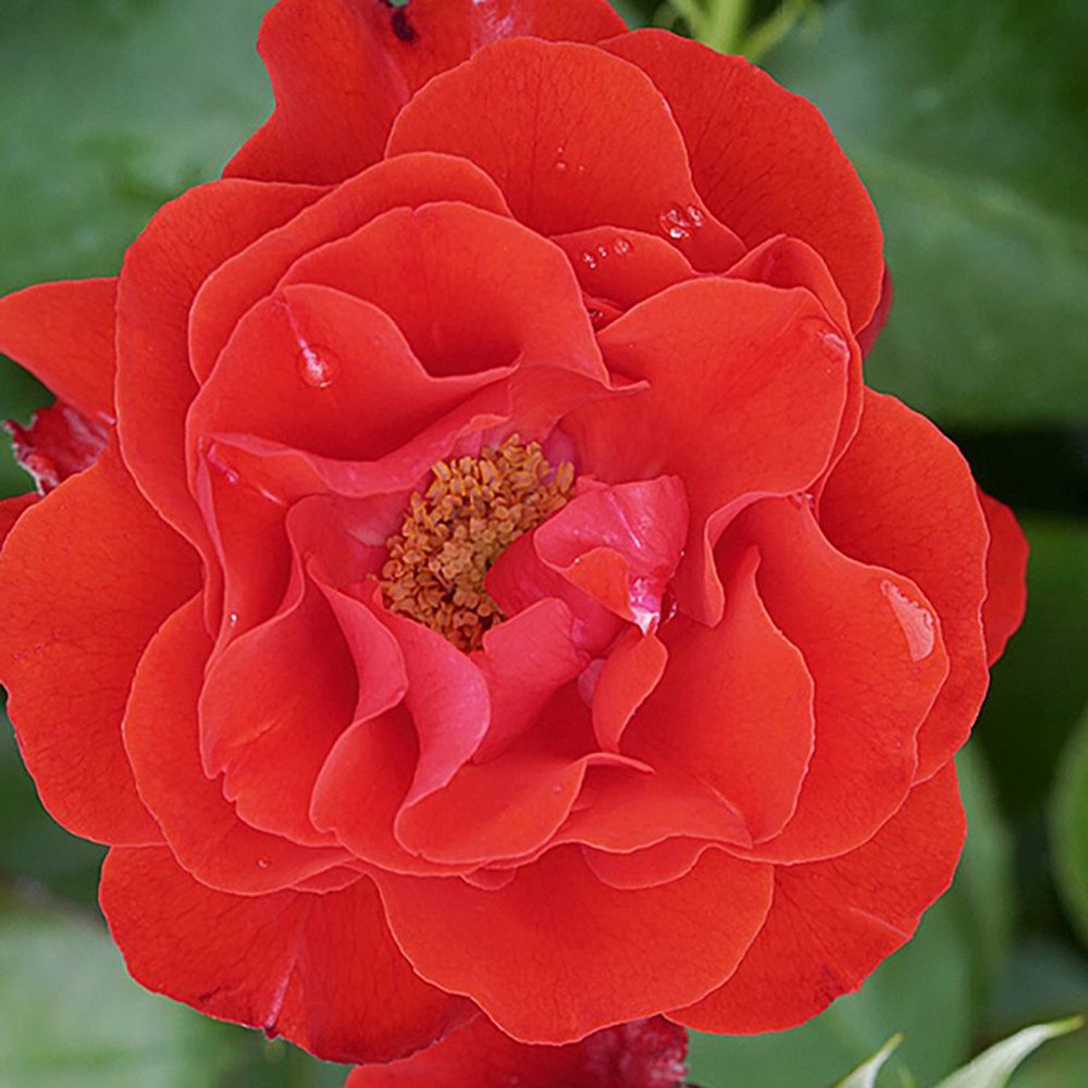 Trandafir Floribunda rosu Montana, cu parfum intens