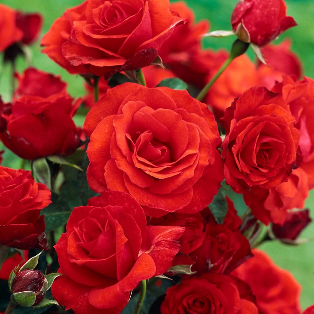 Trandafir Floribunda rosu-portocaliu Olympisches Feuer 92, inflorire repetata