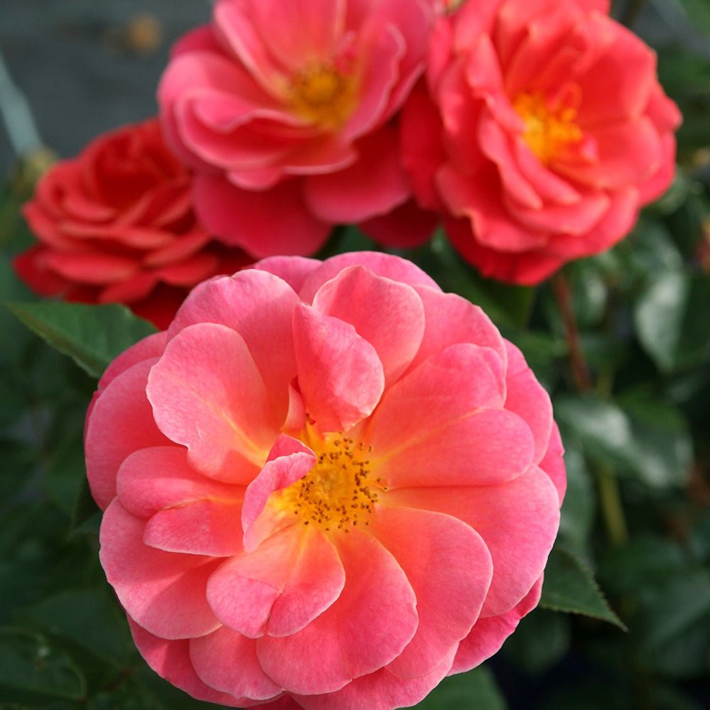 Trandafir Floribunda rosu-portocaliu-somon Melusina, inflorire repetata