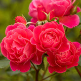 Trandafir Floribunda rosu-portocaliu-somon Melusina, inflorire repetata - VERDENA-livrat in ghiveci plant-o-fix de 2 l