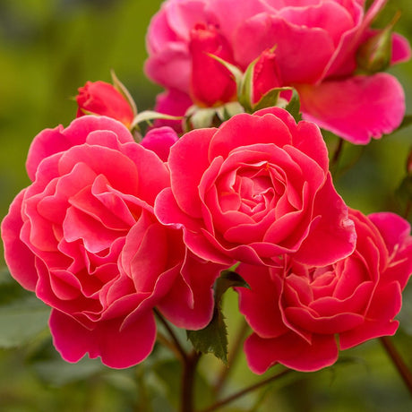 Trandafir Floribunda rosu-portocaliu-somon Melusina, inflorire repetata - VERDENA-livrat in ghiveci plant-o-fix de 2 l