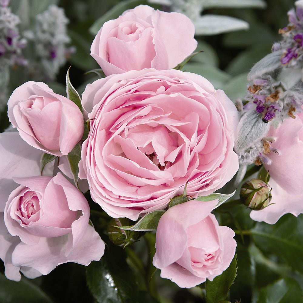 Trandafir Floribunda roz-crem Hans Gönewein Rose, parfum intens