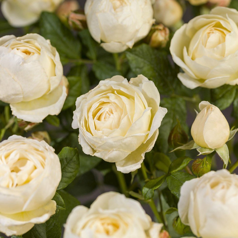 Trandafir Floribunda roz-crem pastel Uetersener Klosterrose, parfum intens