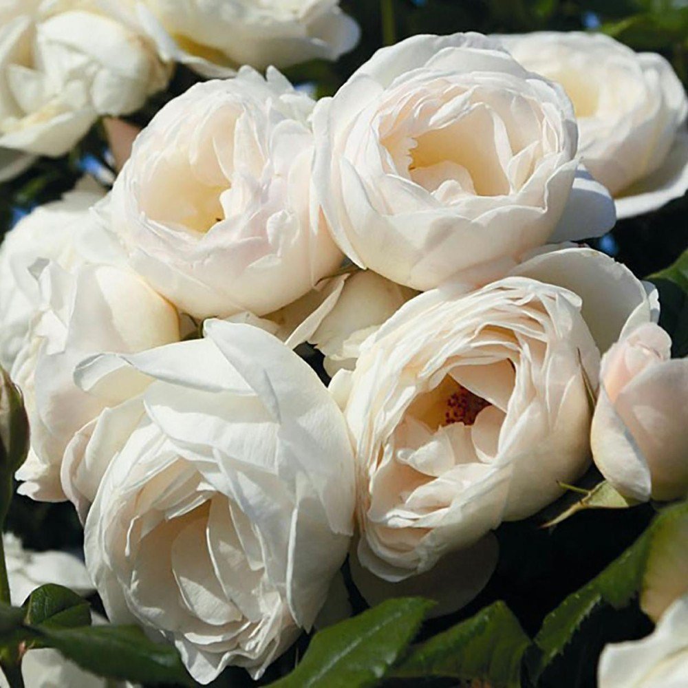 Trandafir Floribunda roz-crem pastel Uetersener Klosterrose, parfum intens