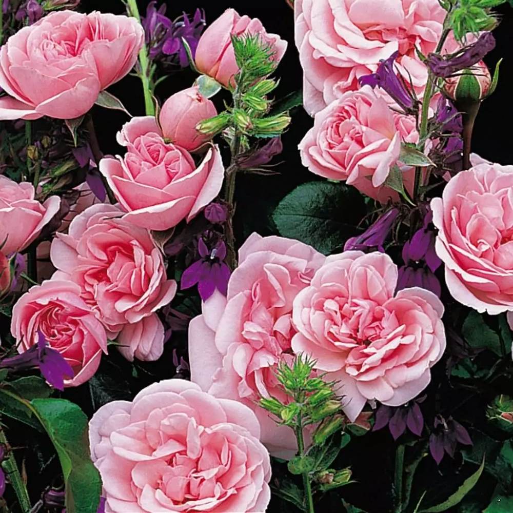 Trandafir Floribunda roz Home & Garden, inflorire repetata