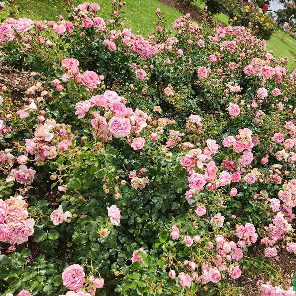 Trandafir Floribunda roz Home & Garden, inflorire repetata