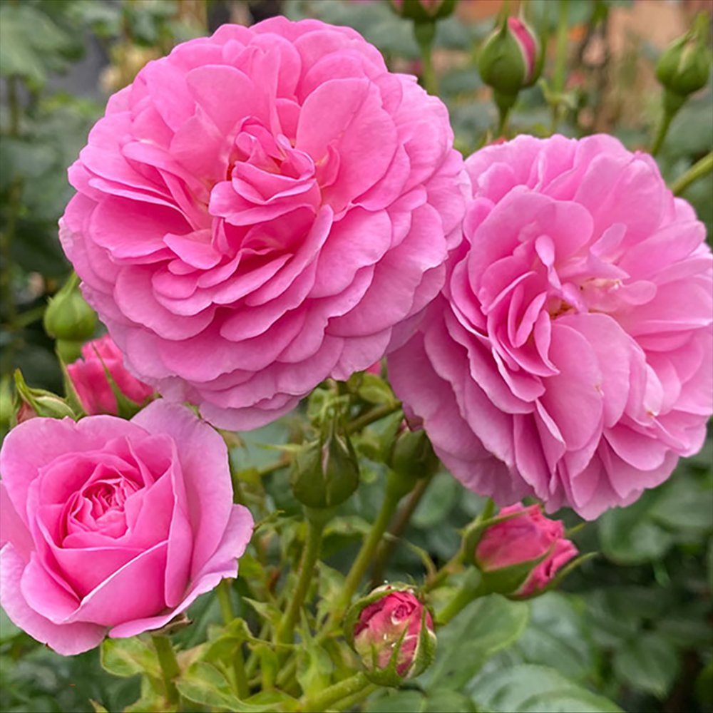 Trandafir Floribunda roz intens Ozeana, cu parfum intens