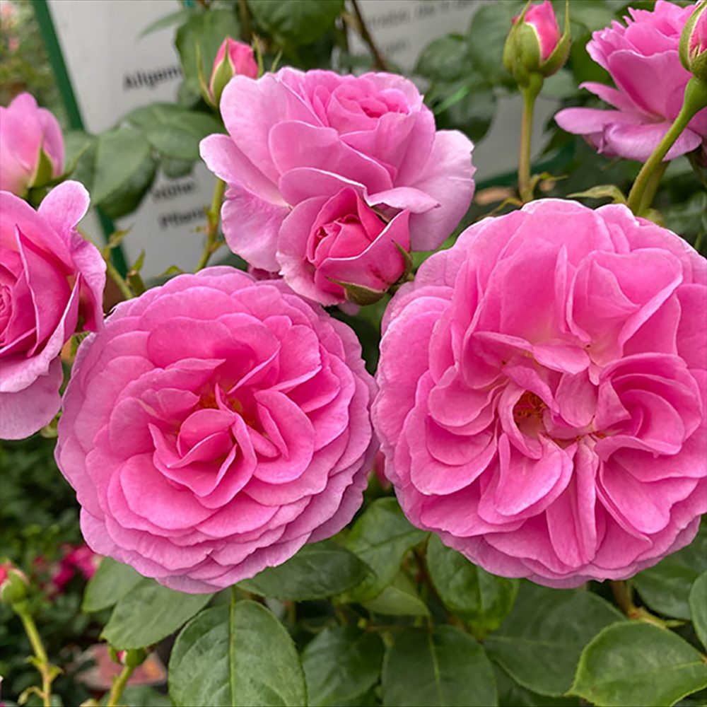 Trandafir Floribunda roz intens Ozeana, cu parfum intens