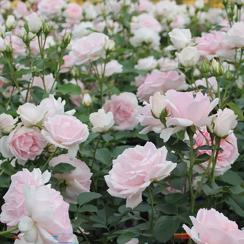 Trandafir Floribunda roz-pal Ballade, inflorire repetata