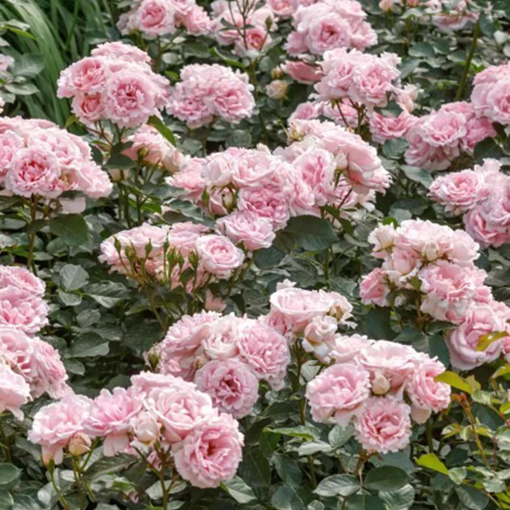 Trandafir Floribunda roz-pal Ballade, inflorire repetata