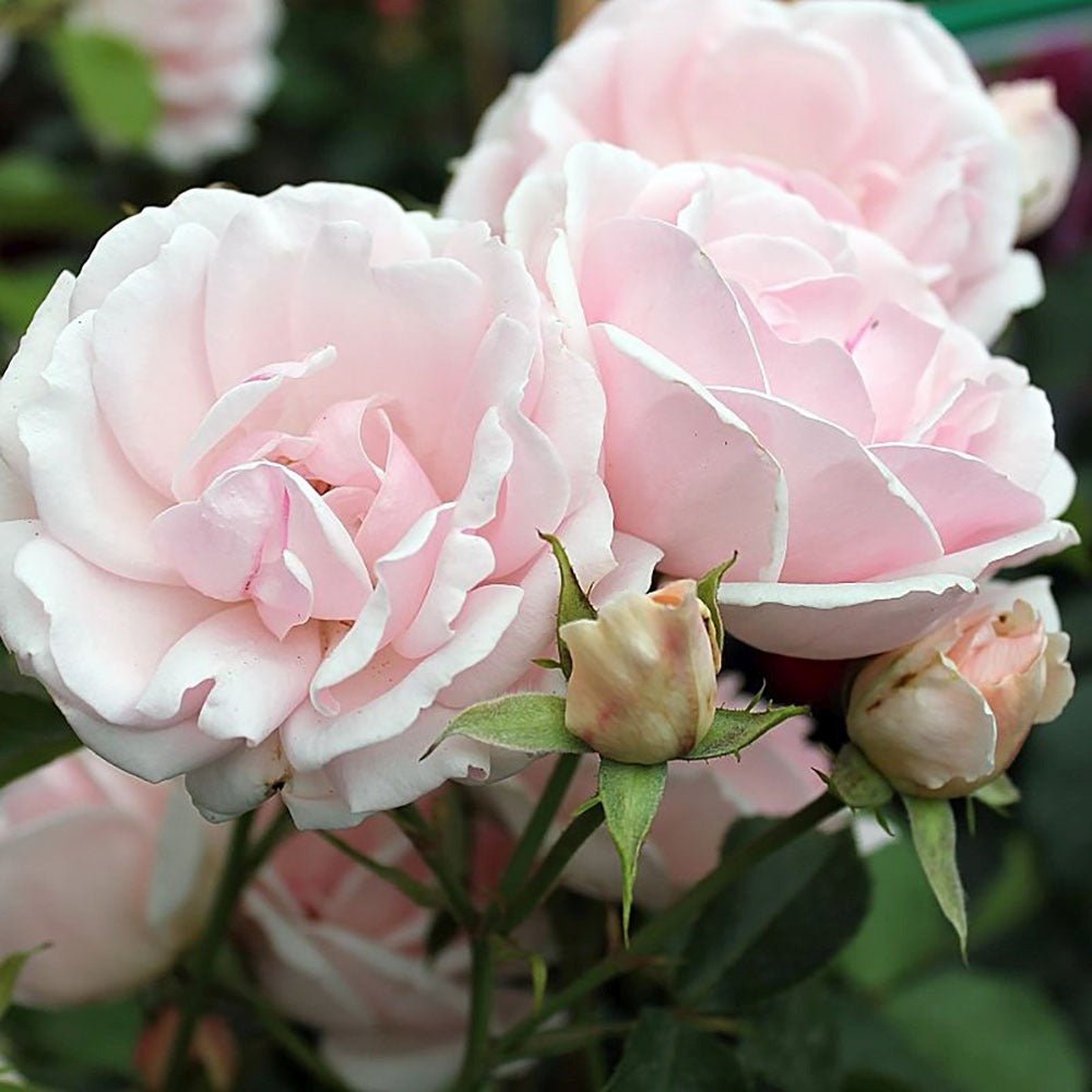 Trandafir Floribunda roz-pal Ballade, inflorire repetata