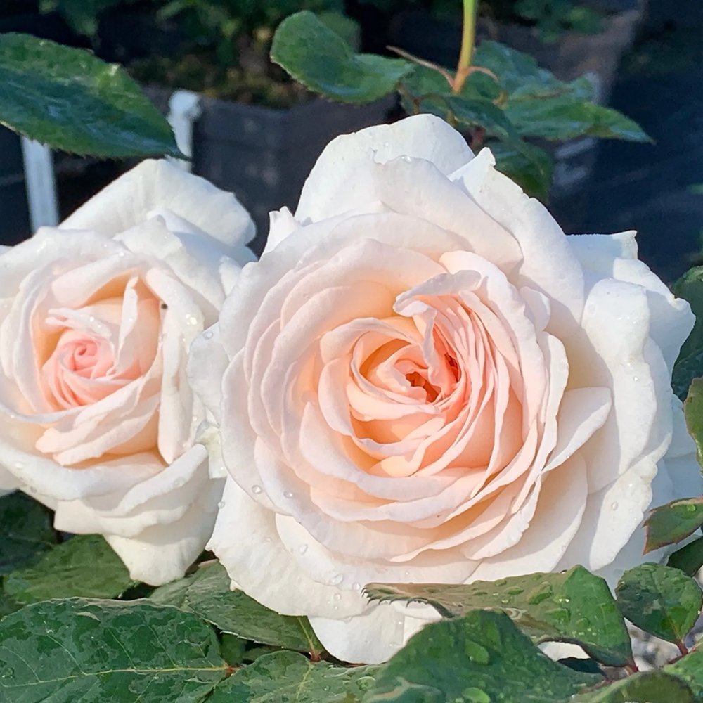 Trandafir Floribunda roz-pal Grafin Elke zu Rantzau, cu parfum intens