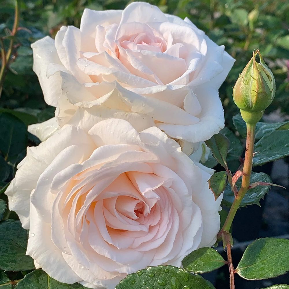 Trandafir Floribunda roz-pal Grafin Elke zu Rantzau, cu parfum intens