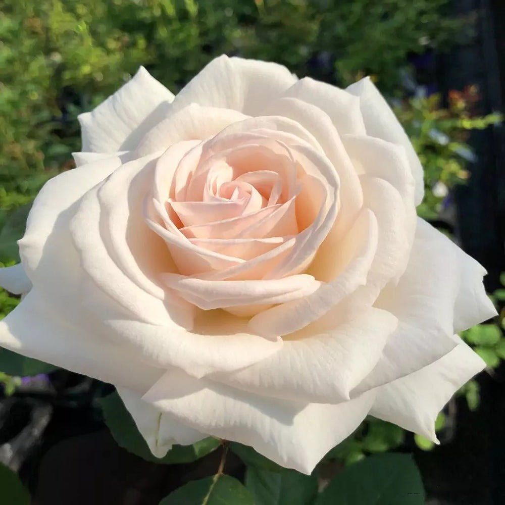 Trandafir Floribunda roz-pal Grafin Elke zu Rantzau, cu parfum intens