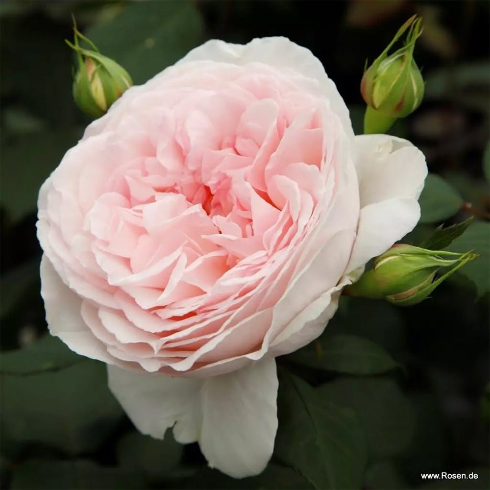 Trandafir floribunda roz-pal Märchenzauber, cu parfum intens