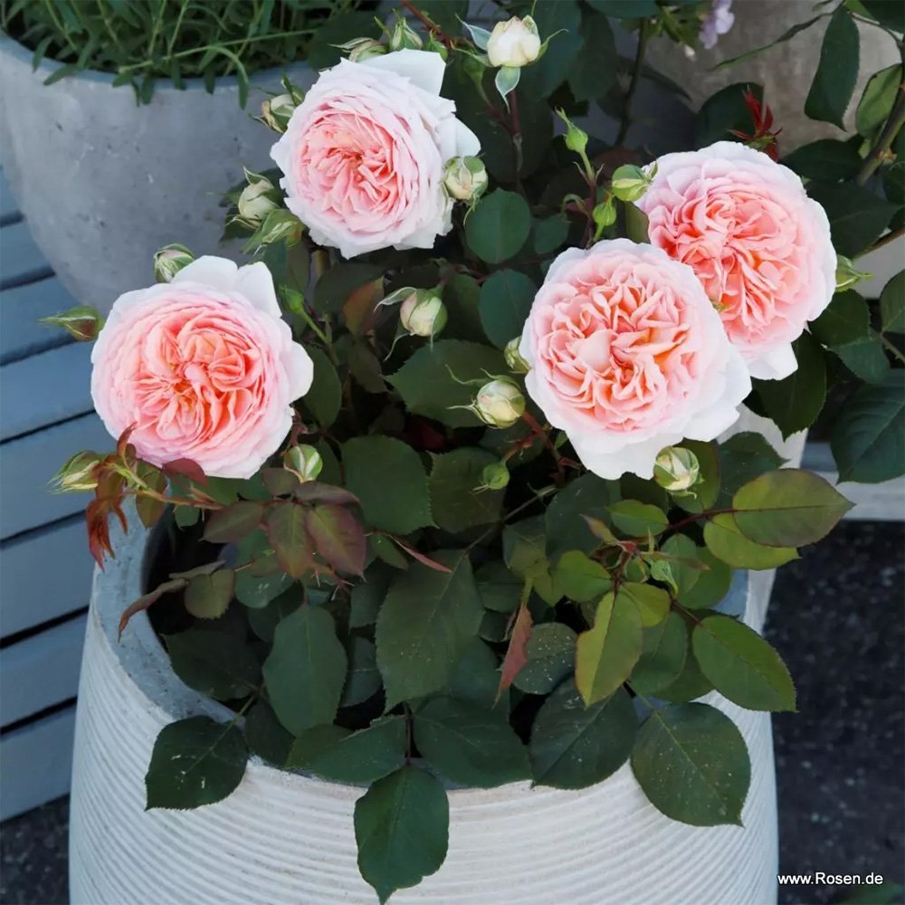 Trandafir floribunda roz-pal Märchenzauber, cu parfum intens