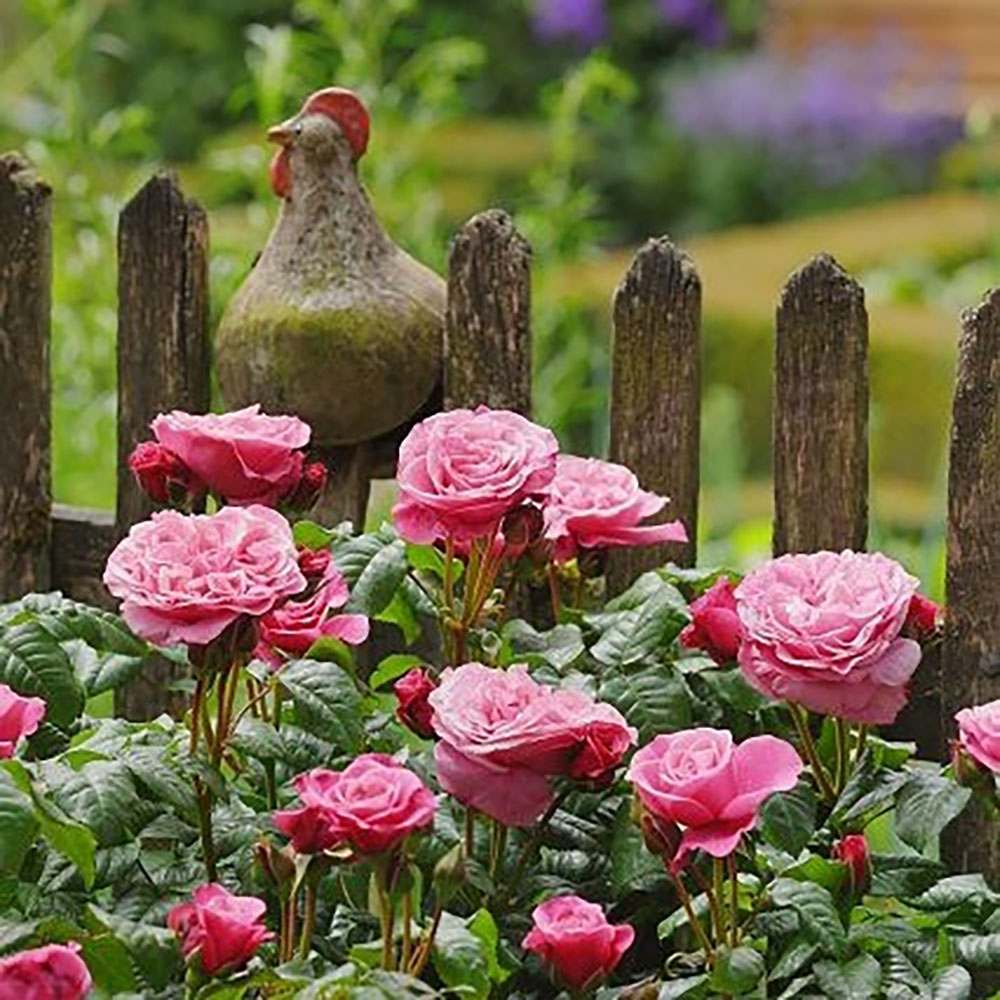 Trandafir Floribunda roz-pastel Wildberry, parfum intens