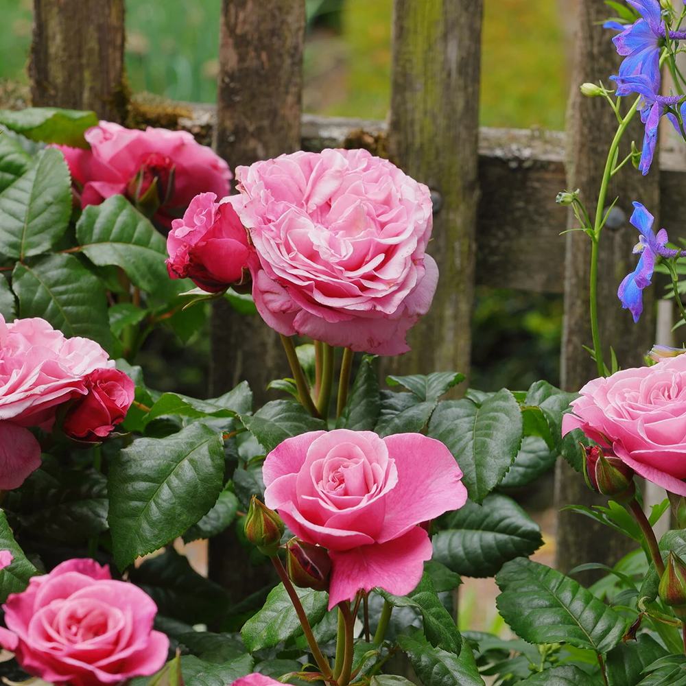 Trandafir Floribunda roz-pastel Wildberry, parfum intens