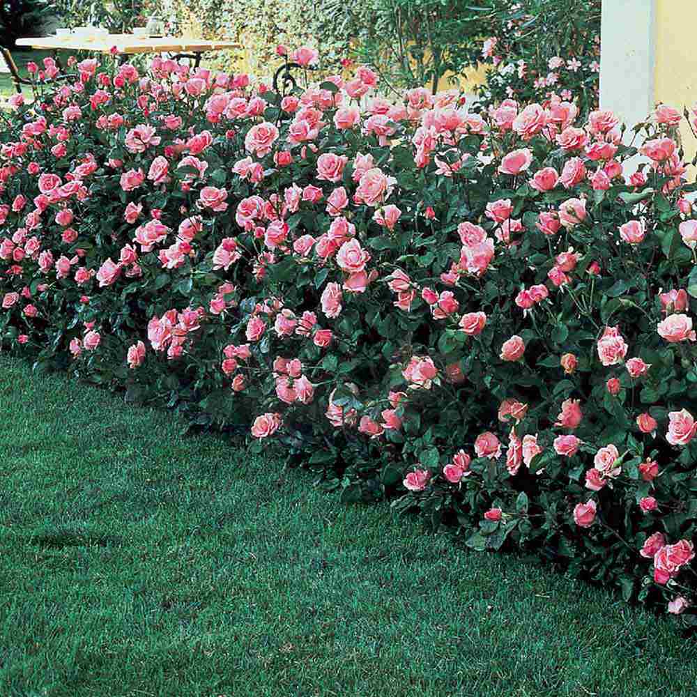 Trandafir Floribunda roz The Queen Elizabeth Rose, inflorire repetata