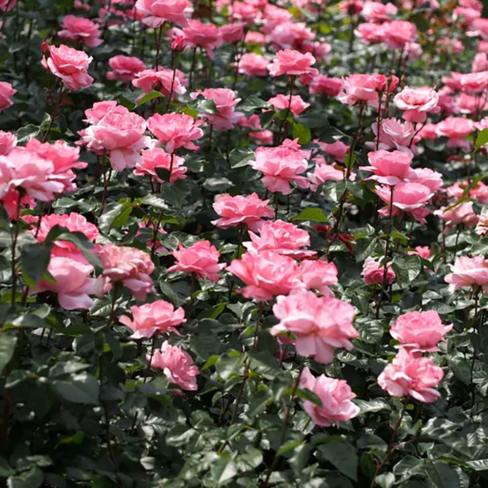 Trandafir Floribunda roz The Queen Elizabeth Rose, inflorire repetata