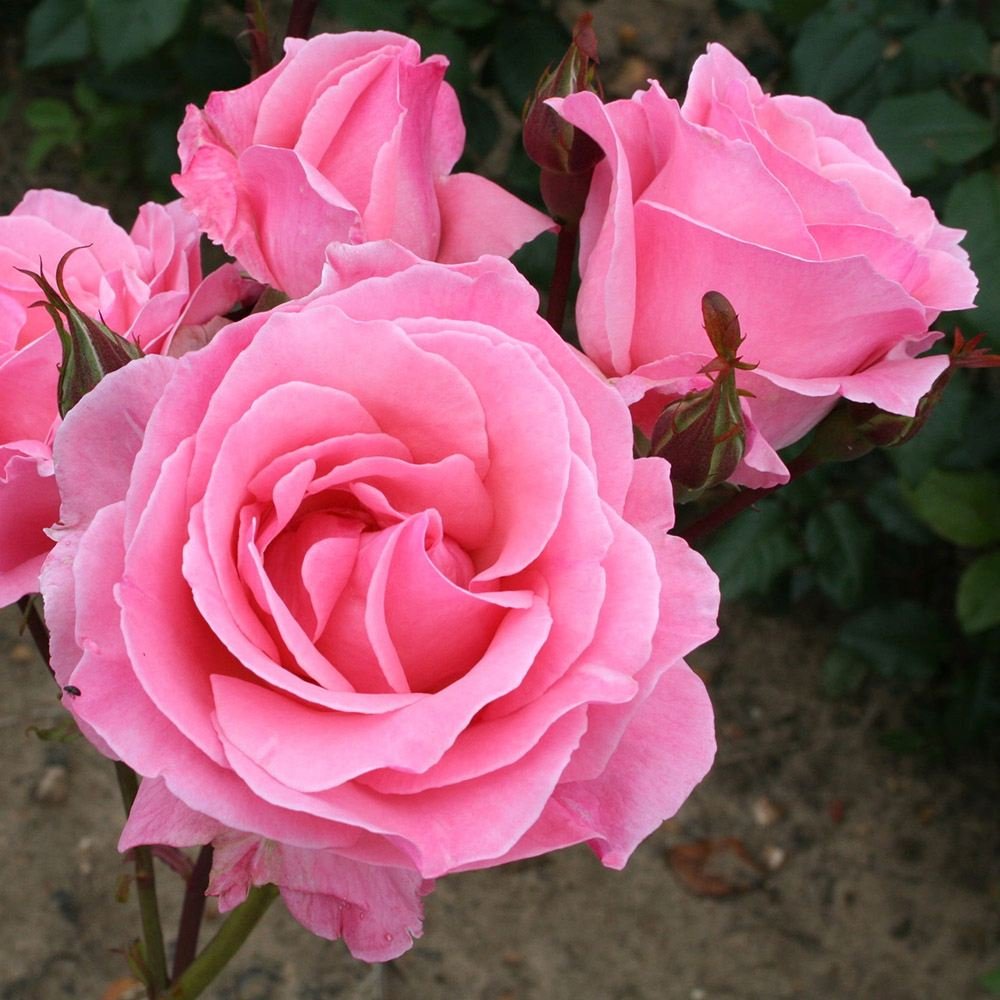 Trandafir Floribunda roz The Queen Elizabeth Rose, inflorire repetata