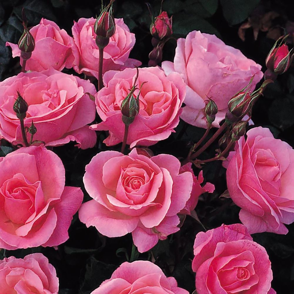 Trandafir Floribunda roz The Queen Elizabeth Rose, inflorire repetata