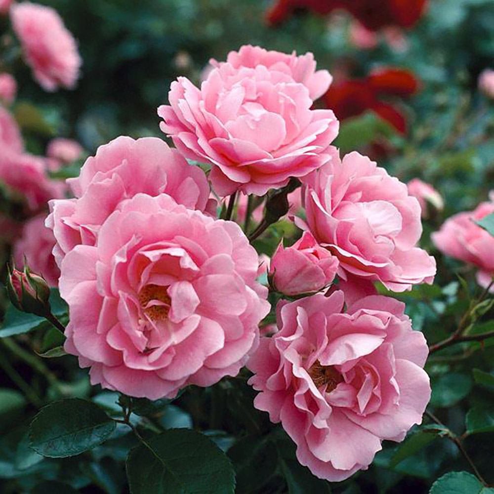 Trandafir Floribunda roz The Queen Elizabeth Rose, inflorire repetata