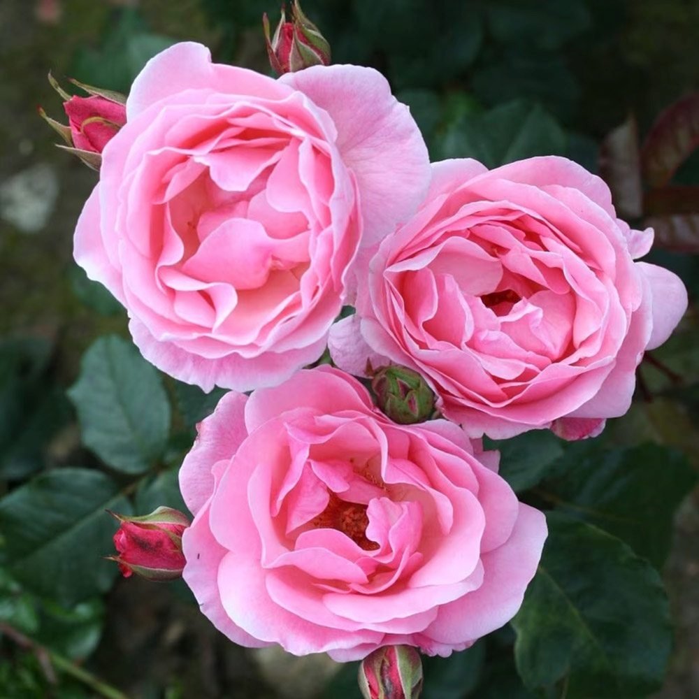 Trandafir Floribunda roz The Queen Elizabeth Rose, inflorire repetata