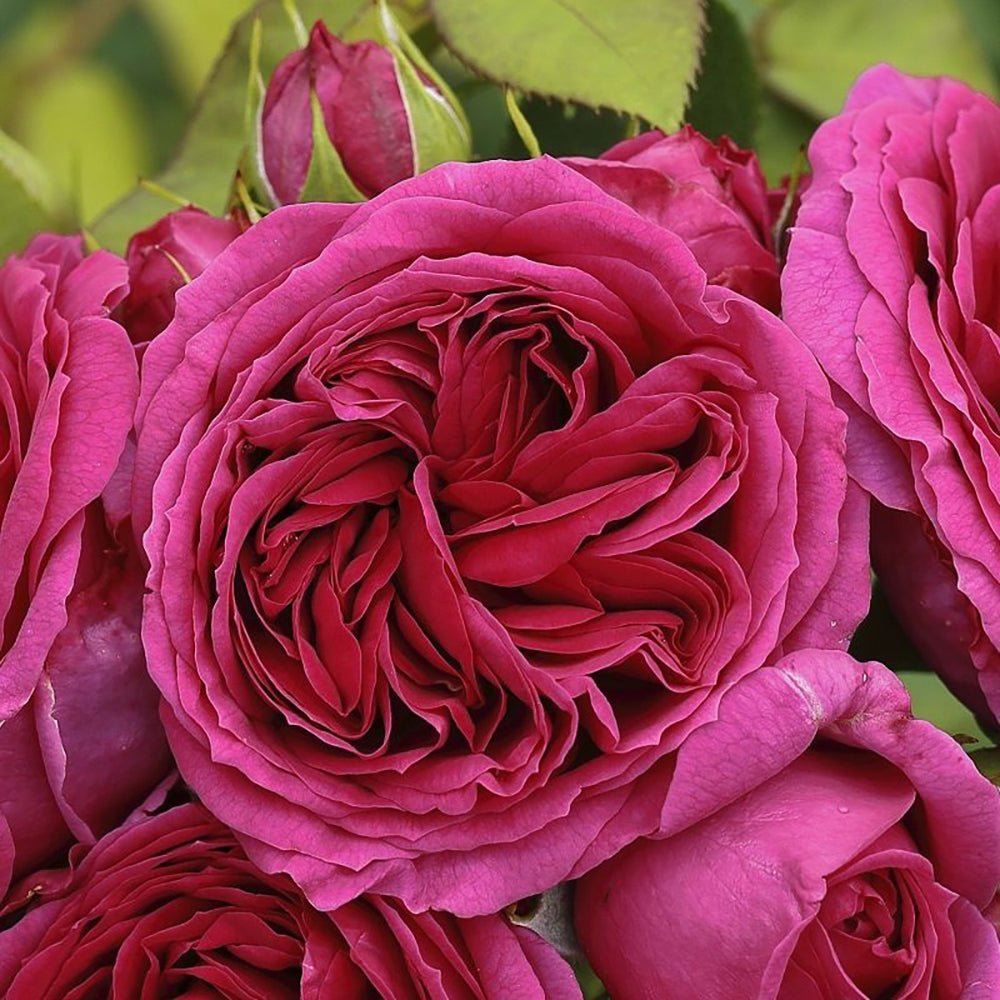 Trandafir Floribunda roz-magenta Sophie Luise, parfum intens